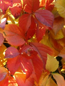 early Morning autumn beijing 003