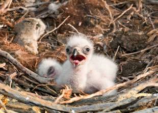 nestlings Steppe Eagle