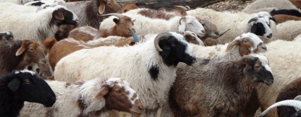 Mongolia 0ctober 2013 - Gill 070